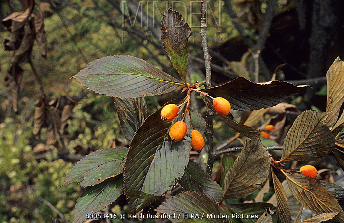 Рябина тибетская (Sorbus thibetica)
