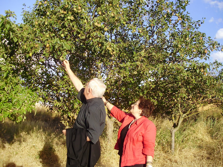 ¿DE QUÉ ÁRBOL SE TRATA?