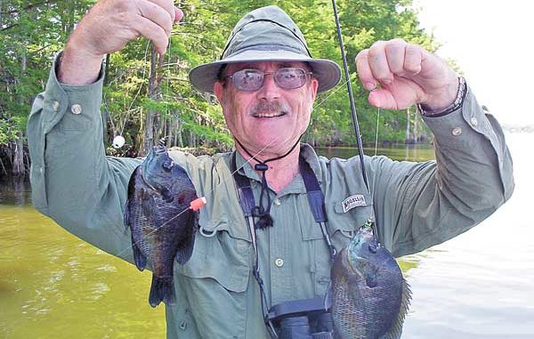 Louisiana Fly Fishing: Great Gobbules! Bream are on the beds