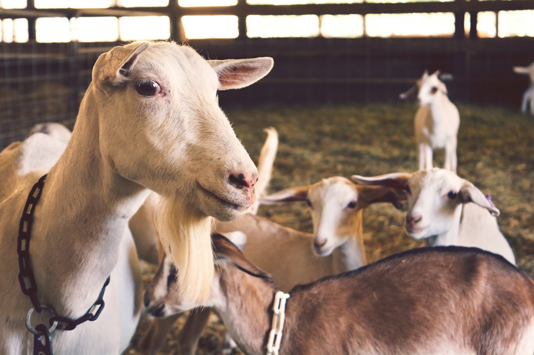 Ma'had As-Sunnah Berkurban Bersama Warga: 90 Ekor Kambing dan 8 Ekor Sapi