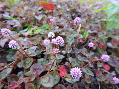 頭花蓼的花序