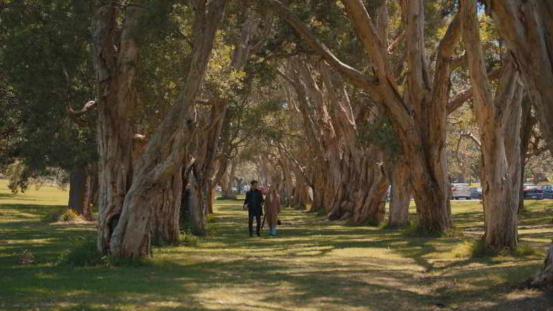 Centennial Park trees