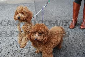 Poodle Hybrid Dog 