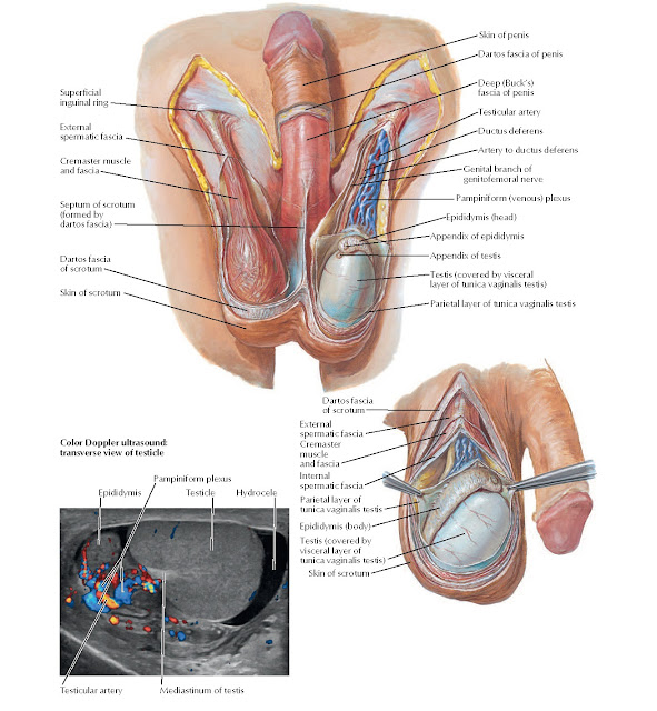 Scrotum and Contents Anatomy
