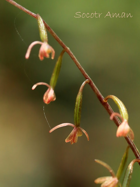 Tipularia japonica