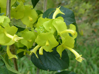 Chapeau chinois jaune  - Coupe et saucière - Fleur parasol - Holmskioldia sanguinea