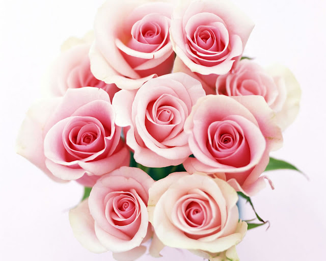 Beautiful Rose Wallpapers