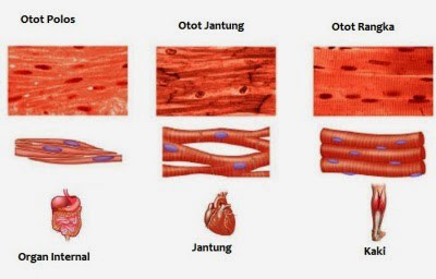  Jaringan  pada Manusia dan Hewan  Epitel Ikat Otot  Saraf