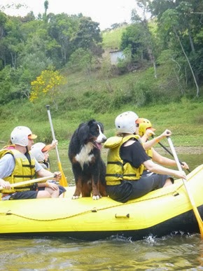 Pets adventure 17 (168)