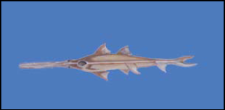 Large-tooth Sawfish, Pristis microdon