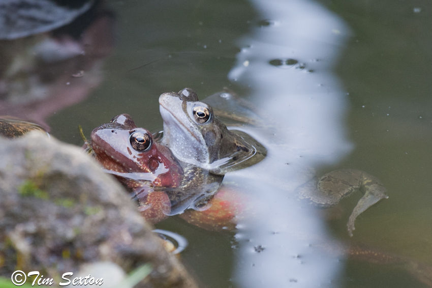 Pictures Of Frogs To Colour. What colour is your frog?