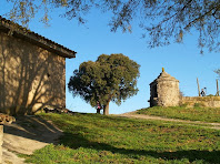 A l'entorn de Cal Feliu es conserven grans alzines i un bonic pou