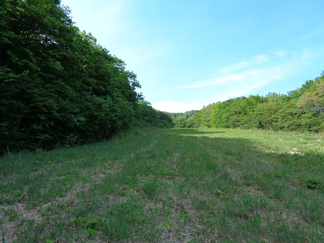 大山国際スキー場に登ります