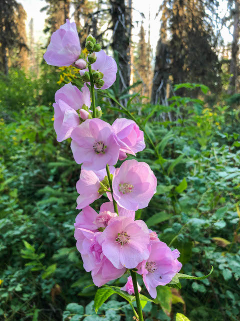 Streambank Globemallow on the Gunsight Pass Trail