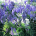 Wisteria tunnel, Château de La Ballue, France