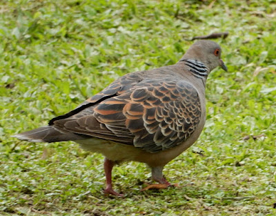 金背鳩