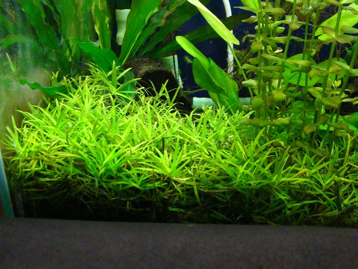 水草プロパガンダ 前景草のアンチテーゼ
