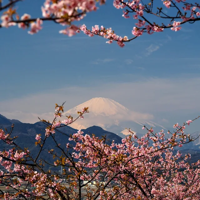 西平畑公園　河津桜　富士山