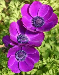 Anemone Flower, Spring Flower , Bouquet Flower