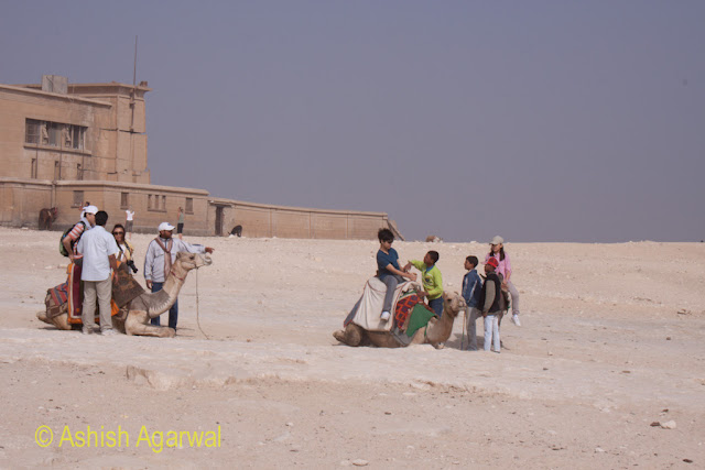 Cairo Pyramid - Tourists starting to climb camels right next to the Great Pyramid