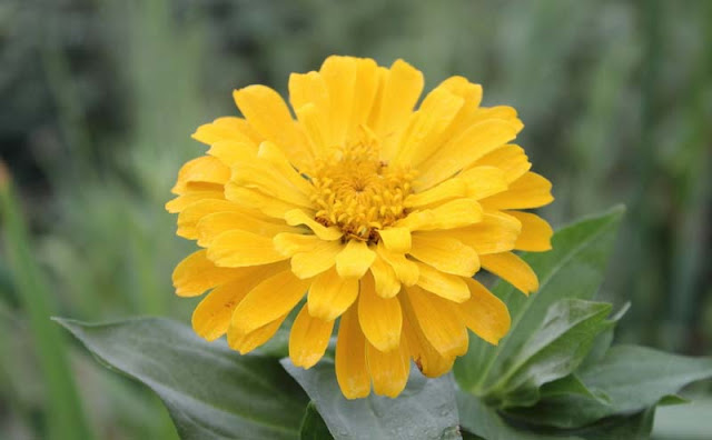 Zinnia Flowers