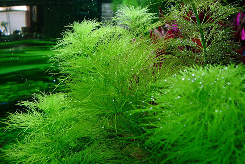 tanaman aquascape mudah Cabomba caroliniana