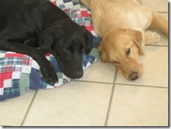 marley and ziggy