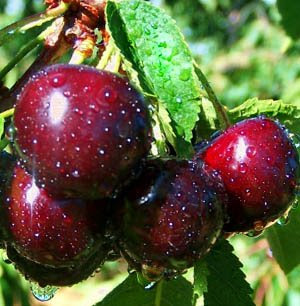 Fruit Alphabetical List - Cherry