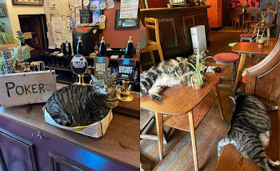Olvida los Cafés para Gatos, ¡Llega el Pub de Gatos!