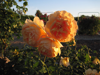 Deep peach colored roses.