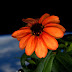 The First Flower Blooms In Space
