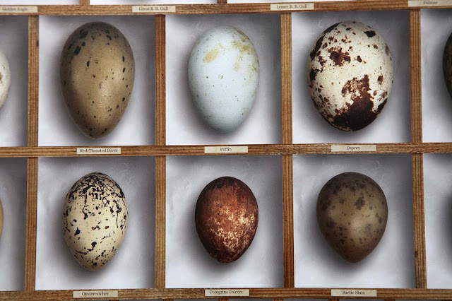 Bird Egg Replicas