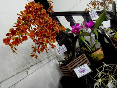 Grow and care Oncidium forbesii orchid - Forbes' Oncidium