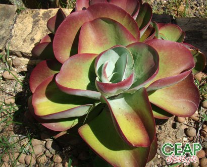 Kalanchoe Thyrsiflora