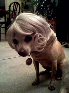 Lindos Cães com perucas - fabulosos