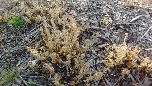 Rose verbena bites the dust after just a single year