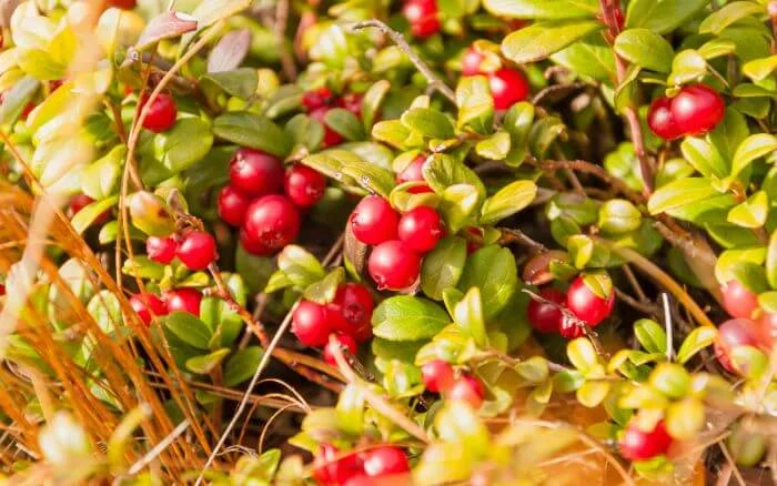 Arando vermelho, Vaccinium vitis idaea.