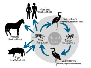 Ciclo de transmissão da encefalite japonesa (Comunidade da Austrália)