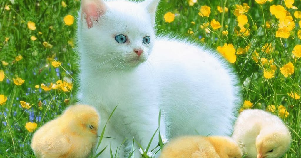 ANIMALS PICTURE Gambar Kucing Putih Dengan Anak Ayam