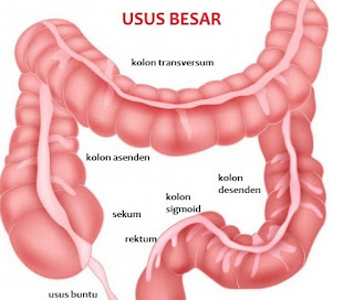 gambar usus besar