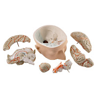 Anatomical Brain Model3