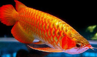 Ikan Hias Arwana Super Red