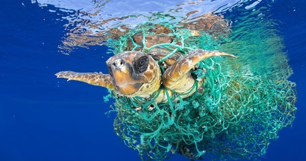 Plastik Memusnahkan Laut  dan Kehidupan  Aerill com 