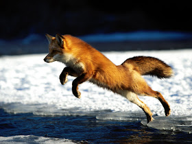 Fox in Winter