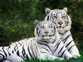 Beautiful Wild animals desktop wallpapers, photography, latest, cool, 2012, 2013, images, pictures, wallpapers