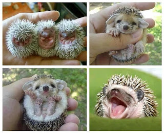 baby hedgehogs