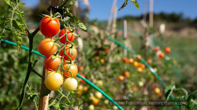 Cara Menanam Tomat dari Biji agar Berbuah Banyak