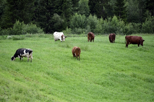 kalver kuer kviger beitesjekk fjøskos