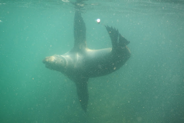 Snorkeling Sea Lions Floreana