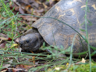 Tortue d'Ibérie - Tortue levantine - Testudo ibera - Testudo graeca ibera 